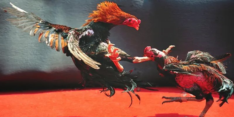 88cbl c1 gà chọi