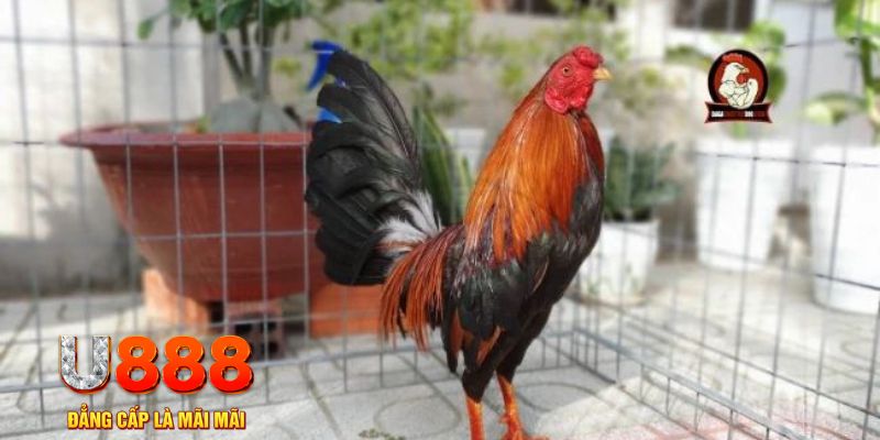 88cbl game máy bay nổ hũ